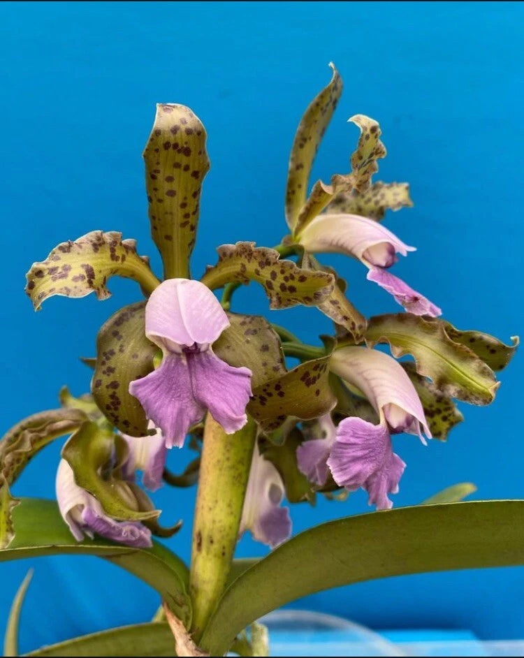Fragrant orchid flower cluster with purple-pink blooms and speckled petals on tall stem