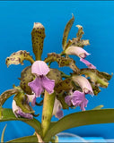 Cattleya bicolor coerulea X Bird Flap Coerulea Fragrant Orchid Hybrid 1.5Ó Pot Orchids