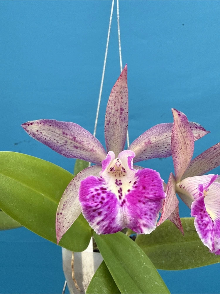 Pink and purple orchid bloom with speckled petals and green leaves on a hanging plant