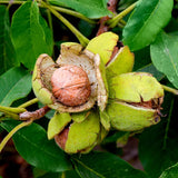 English Walnut Tree - 2 ft Tall - Juglans regia - Nut Tree for Home Gardening Green Plant