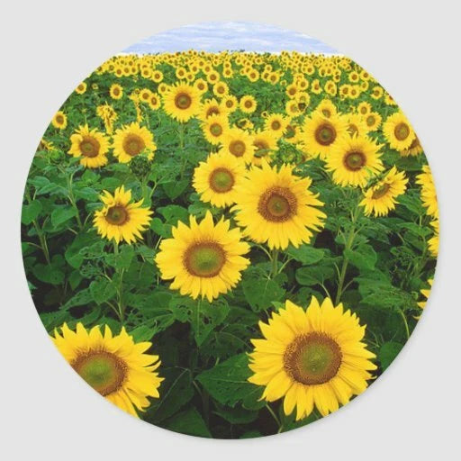 FIELD FLOWERS SUNFLOWER  handmade 1" pendant Silver 22" Necklace gift wedding Sunflower