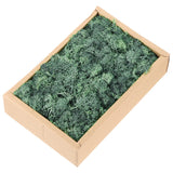 7.8oz Preserved Reindeer Moss, Grass Green Decorative Artificial Fake Moss Green Plant