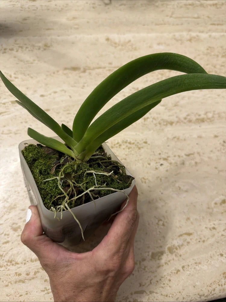 Orchid live Angraecum leonis - bare root Orchids
