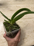 Orchid live Angraecum leonis - bare root Orchids