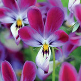 Viola Flower Plant Seeds, Easy to Grow, Perfect for Spring Garden, Bunny Ears, P Garden Plants