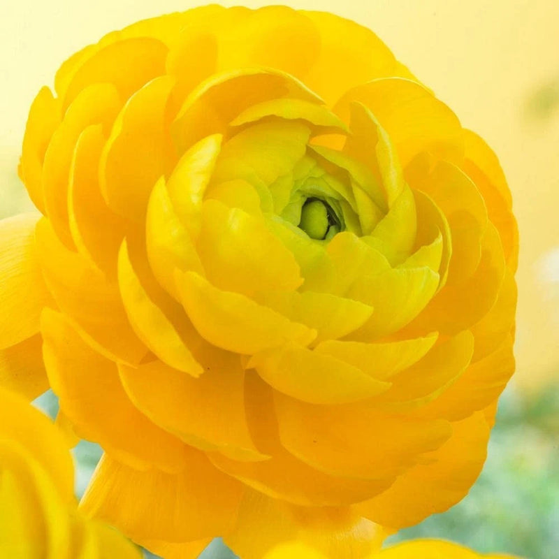 Pretty Imported Ranunculus  Flower Bulbs Yellow Pack of 2 bulbs Ranunculus