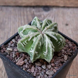 D4934 ASTROPHYTUM MYRIOSTIGMA FUKURYU pot7-H4,5-W5,5 cm MaMa Cactus Green Plant