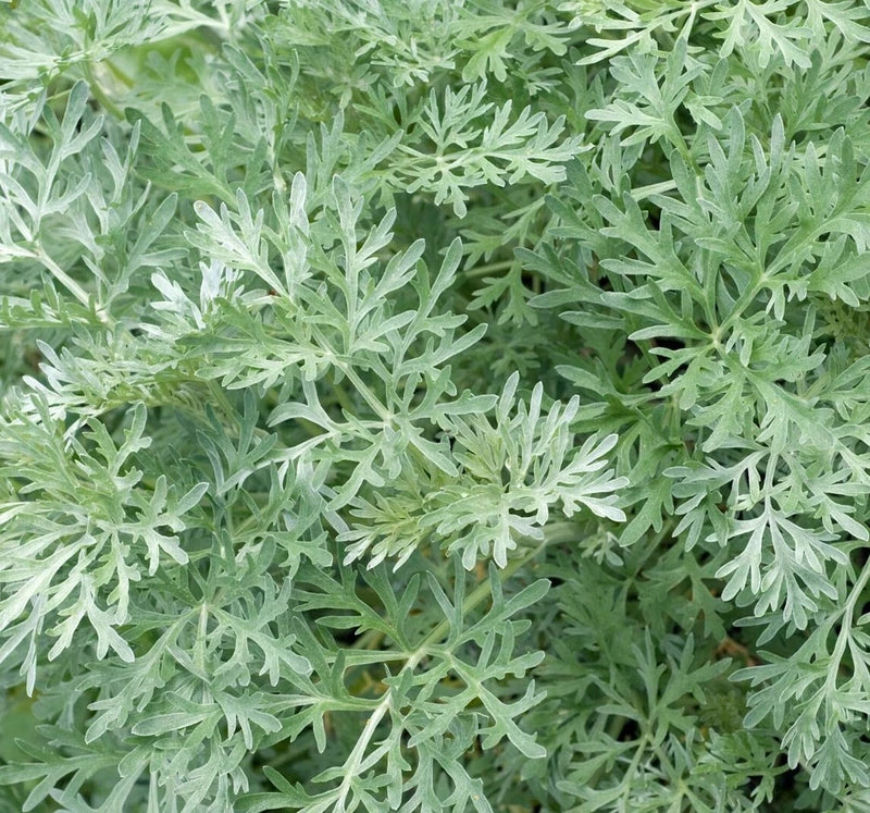 WORMWOOD SEEDS 500+ Perennial herb GARDEN ARTEMISIA ABSINTHIUM FREE SHIPPING Garden Plants