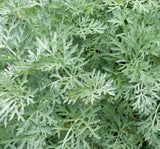 WORMWOOD SEEDS 500+ Perennial herb GARDEN ARTEMISIA ABSINTHIUM FREE SHIPPING Garden Plants