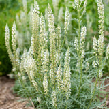 500 SWEET MIGNONETTE  SEEDS NON - GMO FRESH FOR GARDENS Garden Plants