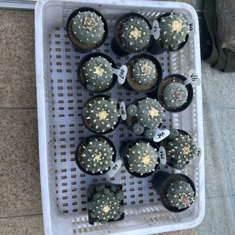 Assorted small potted cactus and succulent plants in black pots, top view