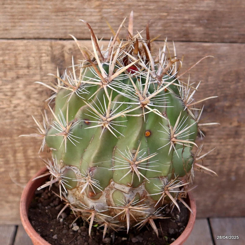 Green cactus with white spines in terracotta pot, visible soil surface