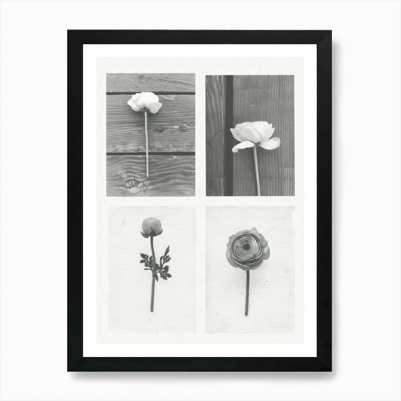 Ranunculus Flower Photo Collage 2 A Framed Wall Art Poster Canvas Print Picture Ranunculus
