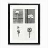 Ranunculus Flower Photo Collage 2 A Framed Wall Art Poster Canvas Print Picture Ranunculus