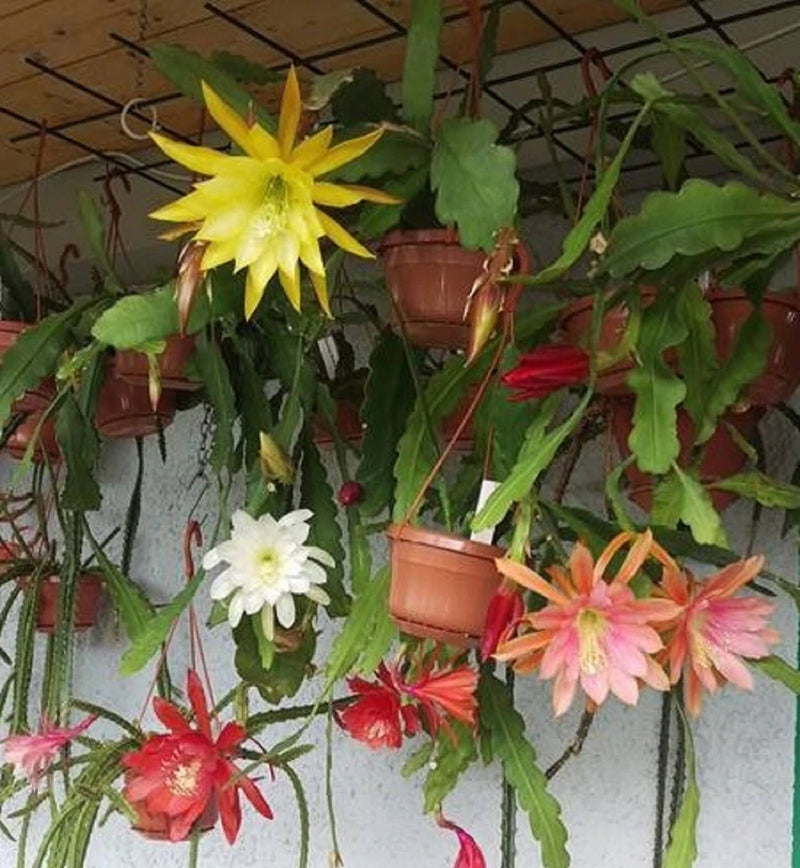 Epiphyllum orchid cactus cuttings with green hanging stems and yellow, pink, and white flowers