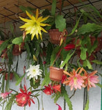 Epiphyllum Orchid cactus, 10 unrooted cuttings Orchids