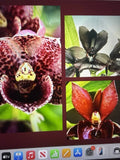 ORCHID PLANTS 20 bulbs , divisions no pot no tag Mystery Special not perfect Orchids