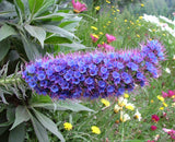 Echium Candicans 15 Seeds, Pride Of Madeira, Perennial Evergreen Shrub Flowering Plants