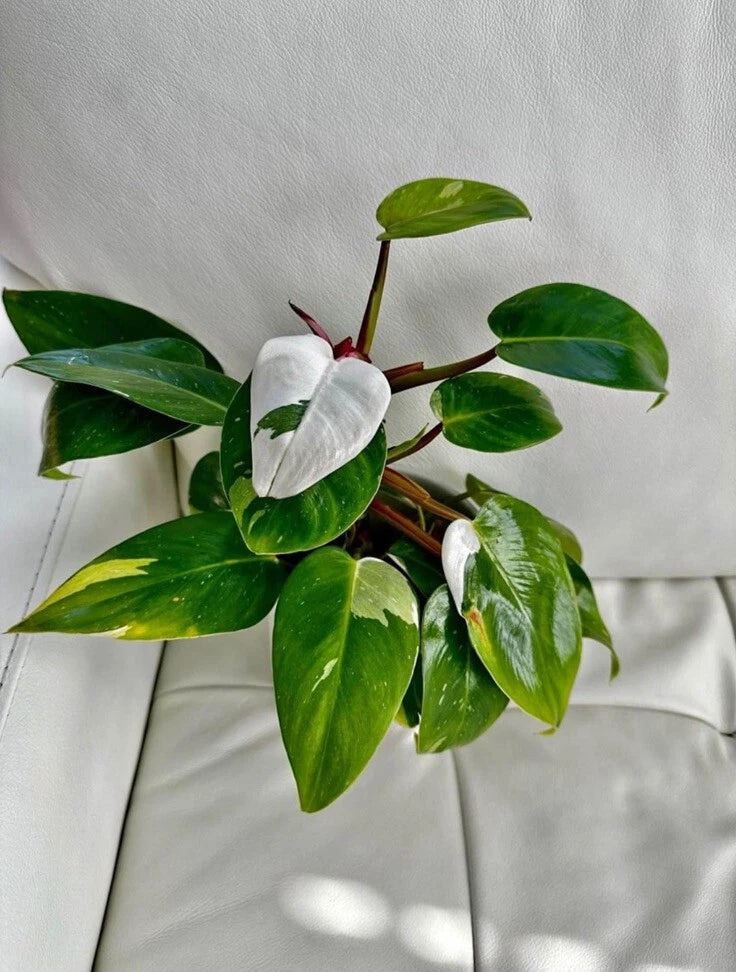 Philodendron White Princess plant with green leaves and cream variegation