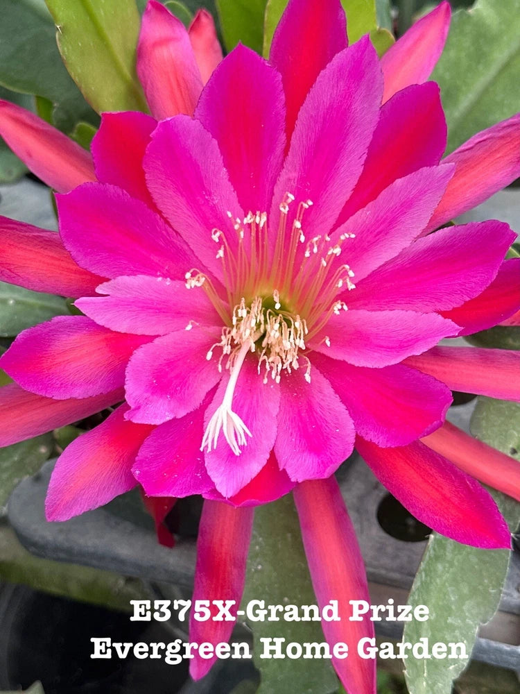 Orchid cactus plant in 4-in starter pot with bright pink flower