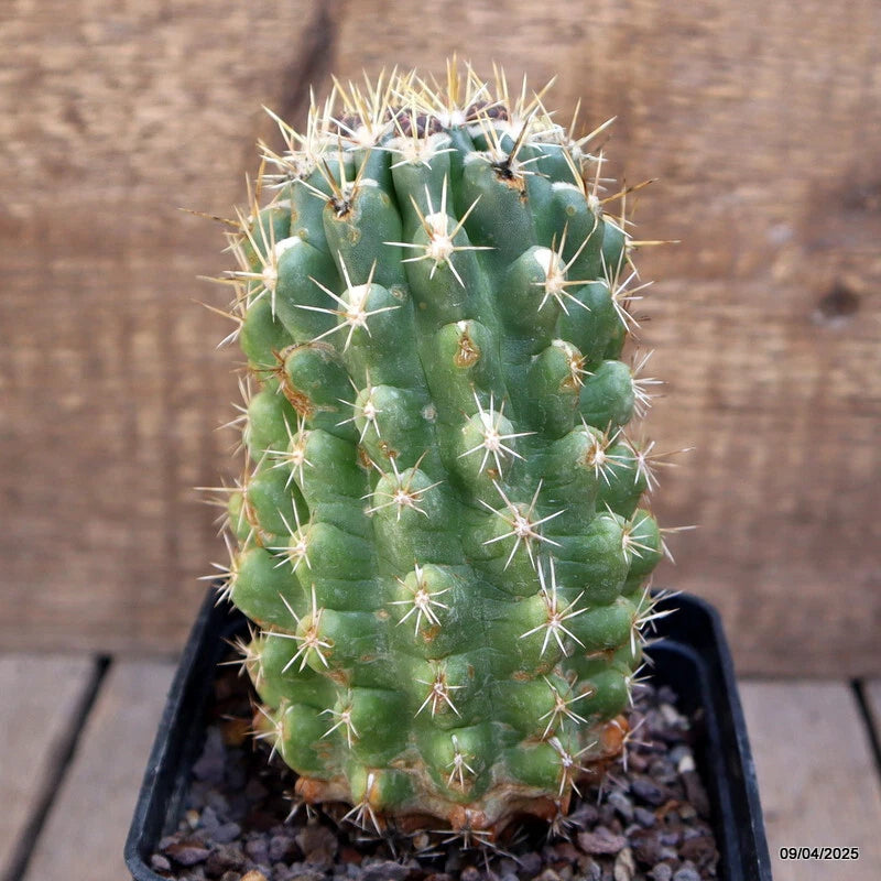 Potted green cactus with dense white spines in a dark planting pot and soil