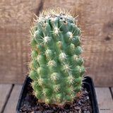 A7883 THELOCACTUS LEUCACANTHUS pot10-H14-W8 cm MaMa Cactus Green Plant