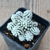 D6391 MAMMILLARIA GRACILIS CV. ORUGA pot7-H4-W7 cm MaMa Cactus Green Plant