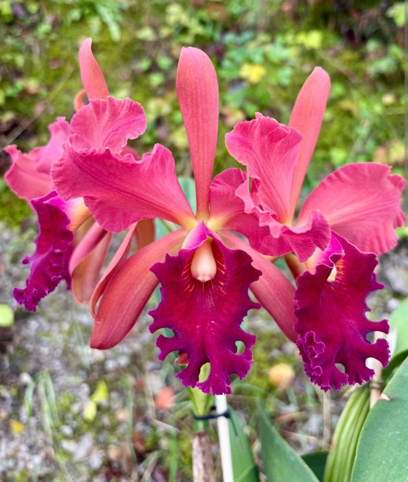 Live orchid plant with pink and purple ruffled blooms and green leaves