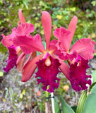 Rhyncholaeliocattleya Edison Lojano Pink Purple Live Orchid Plant Cattleya Orchids