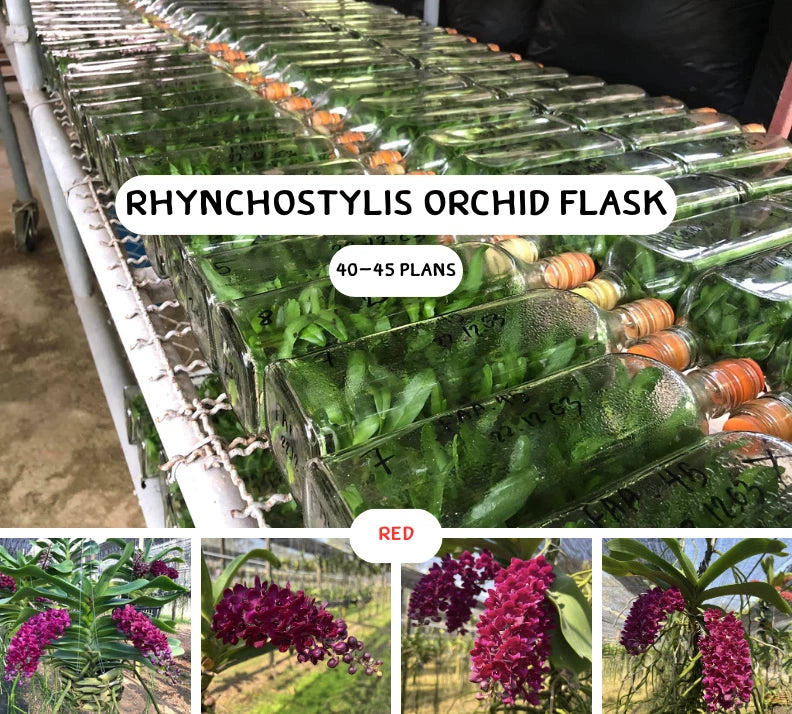 Red Rhynchostylis orchid flasks with green plantlets
