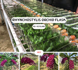 Red Rhynchostylis Orchid Ð Fragrant Thai Orchid, Botanical Plant Dried Flower