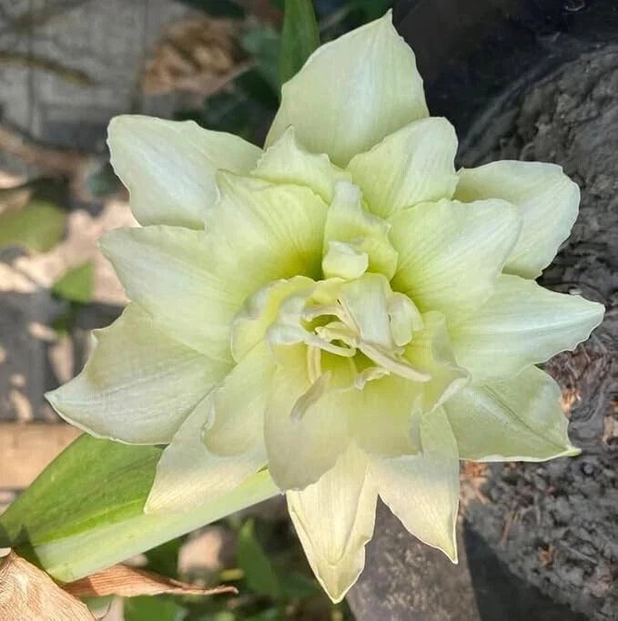 Double amaryllis lily flower with pale green layered petals and central bloom