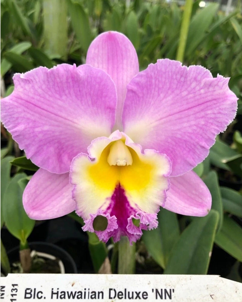 Pink Cattleya orchid bloom with yellow and magenta center, size 4 pot plant