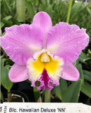 Blc. Hawaiian Deluxe 'NN''	Cattleya Orchid Plant Blooming Size 4Ó Orchids