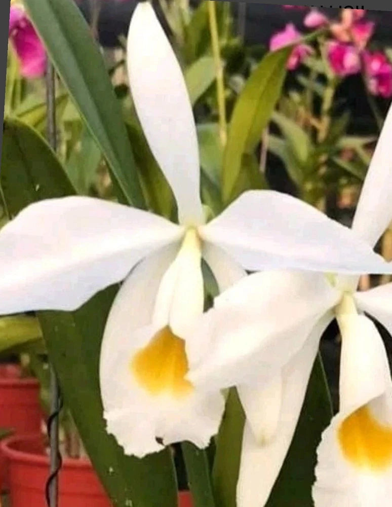 Alba Cattleya orchid blossoms with white petals and yellow centers