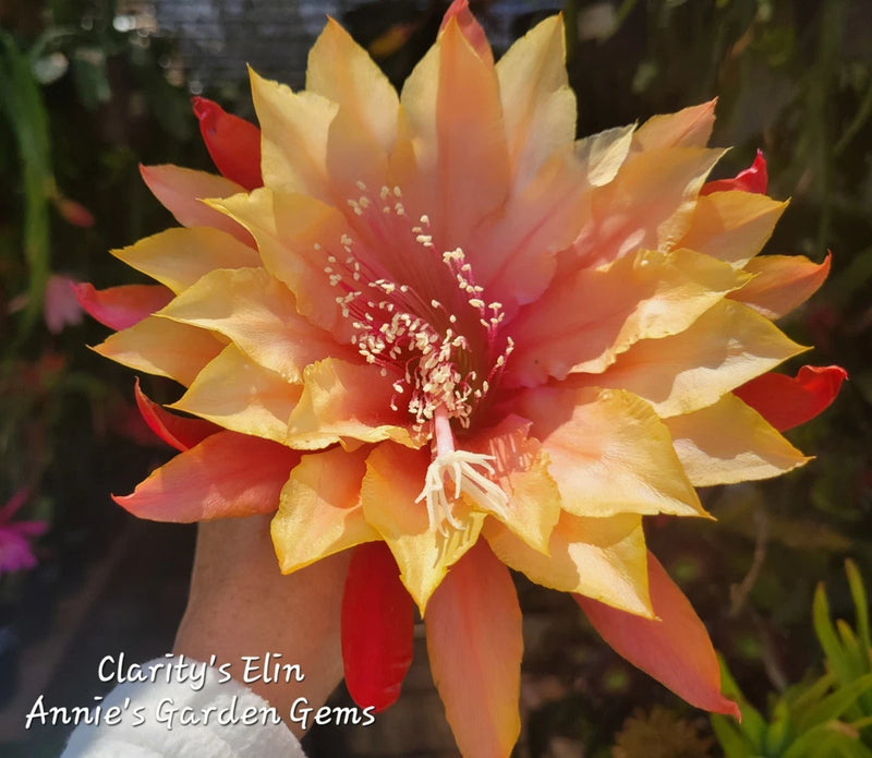Epiphyllum orchid flower with large yellow-orange petals and red accents, in bloom