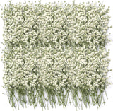 100 Pcs Dried Babys Breath Flowers Bulk Ivory White Real Dried Flower