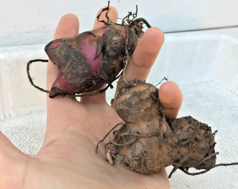 2x Canna Lily Bulbs Dark Red/Purple Musifolia - Large tropical plant (Rhizome) Lily