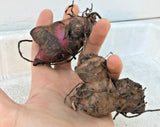 2x Canna Lily Bulbs Dark Red/Purple Musifolia - Large tropical plant (Rhizome) Lily