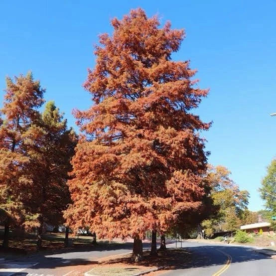 Dawn Redwood Tree 2ft Tall Now Live Tree Green Plant