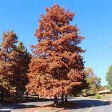 Dawn Redwood Tree 2ft Tall Now Live Tree Green Plant
