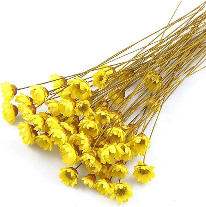100 Natural Dried Star Daisy Flowers Bouquet for Wedding Home Decor Dried Flower