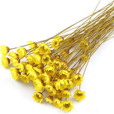 100 Natural Dried Star Daisy Flowers Bouquet for Wedding Home Decor Dried Flower