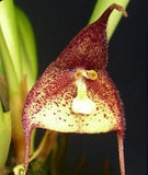 Speckled maroon and cream orchid flower with pale white lip and yellow throat
