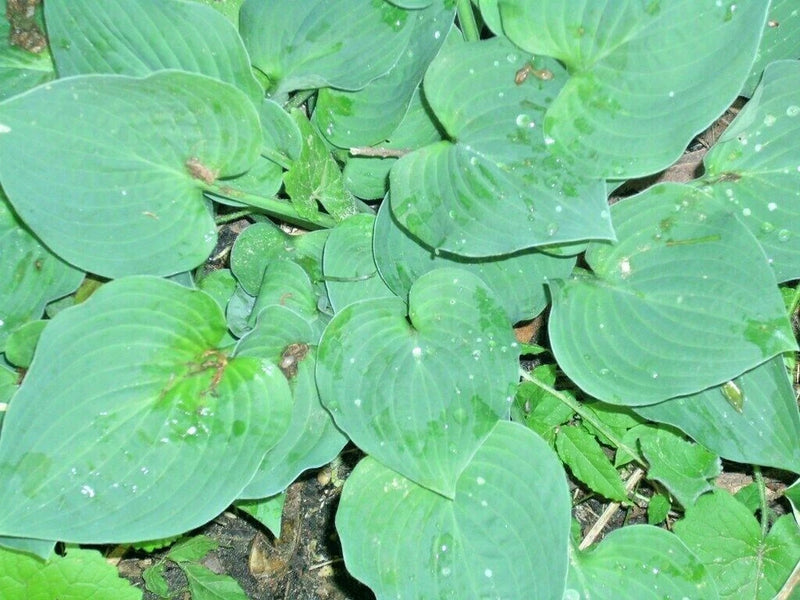 20 TARDIANA HALCYON HOSTA SEEDS  - ( dwarf hosta ) with blueish leaves Garden Plants