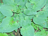 20 TARDIANA HALCYON HOSTA SEEDS  - ( dwarf hosta ) with blueish leaves Garden Plants