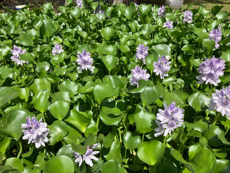 20 MEDIUM LIVE WATER HYACINTHS ** FREE SHIPPING** Green Plant