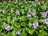 20 MEDIUM LIVE WATER HYACINTHS ** FREE SHIPPING** Green Plant