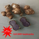 Black Ginger/ Kaempferia parviflora /Kariyinji /Black Galangal/ Alpinia nigra 2N Flowering Plants