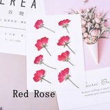 8PCS real side Pressed dry rose flowers for art craft, pink and red FCD26 Dried Flower